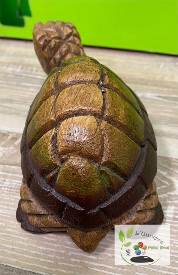Tortue – Image 2