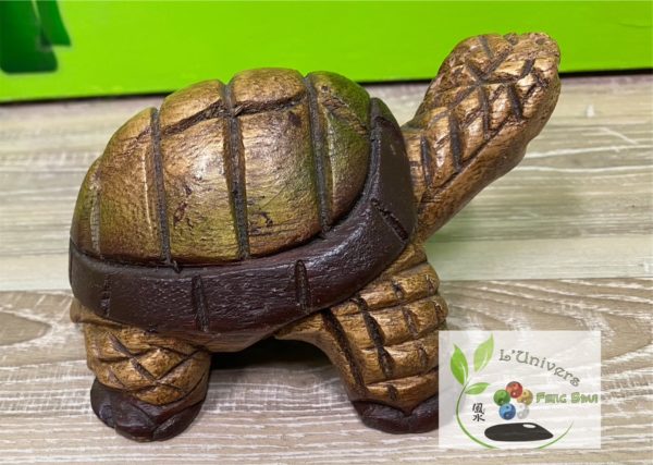 Tortue – Image 3
