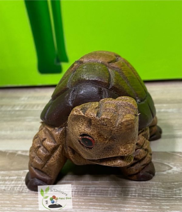 Tortue – Image 4