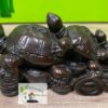Tortue