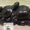 Tortue – Image 4