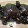 Tortue – Image 5