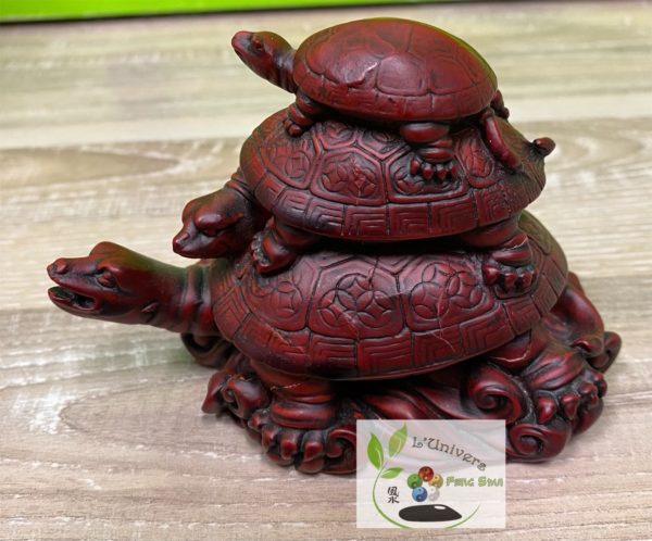 Tortue – Image 2