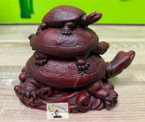 Tortue – Image 4