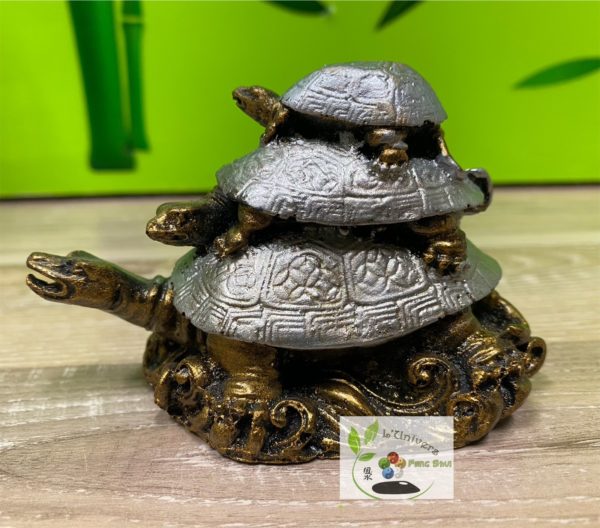 Tortue – Image 2