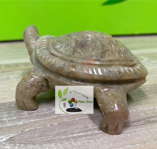 Tortue – Image 2
