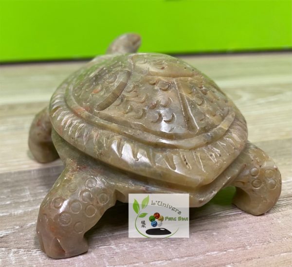Tortue – Image 3