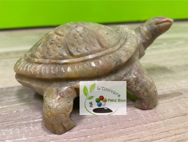 Tortue – Image 4