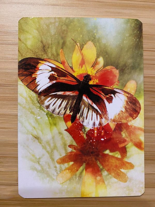 Messages des papillons – Image 4
