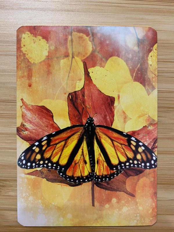 Messages des papillons – Image 8