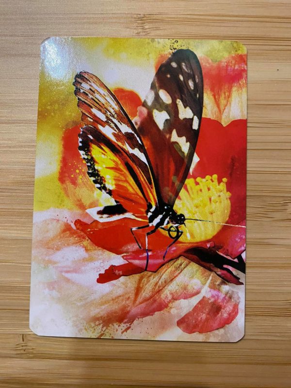 Messages des papillons – Image 2