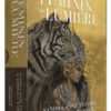 Féminin de lumière